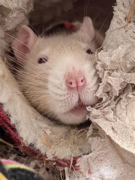 Eivor Chillin In Her Tunnel R Rats