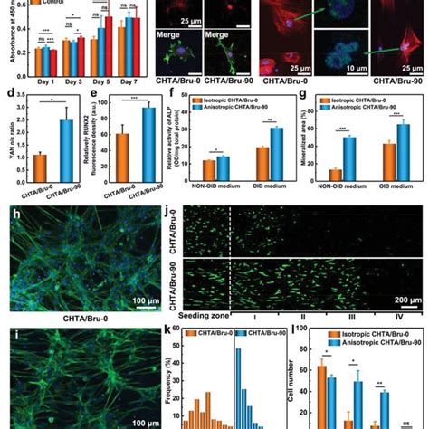 Bmscs In Vitro Osteogenic Differentiation And Directional Migration On