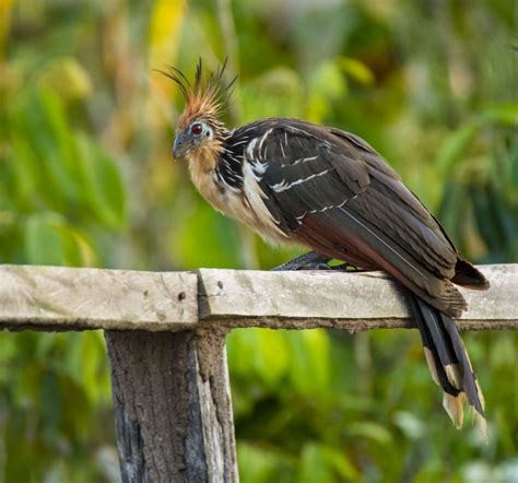 Hoatzin - Owen Deutsch Photography