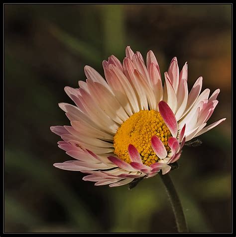 Bellis sylvestris southern daisy Wald Gänseblümchen more Flickr