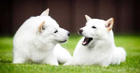 Hokkaido Dog vs Shiba Inu: 5 Key Differences - A-Z Animals