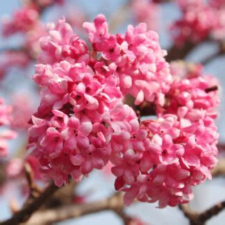 Viburnum Bodnantense Dawn Boomkwekerij Lugthart