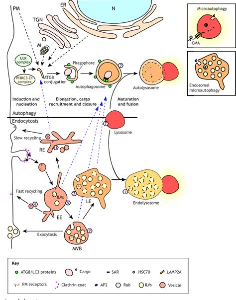 Figure 1 From Autophagy And Endocytosis Interconnections And