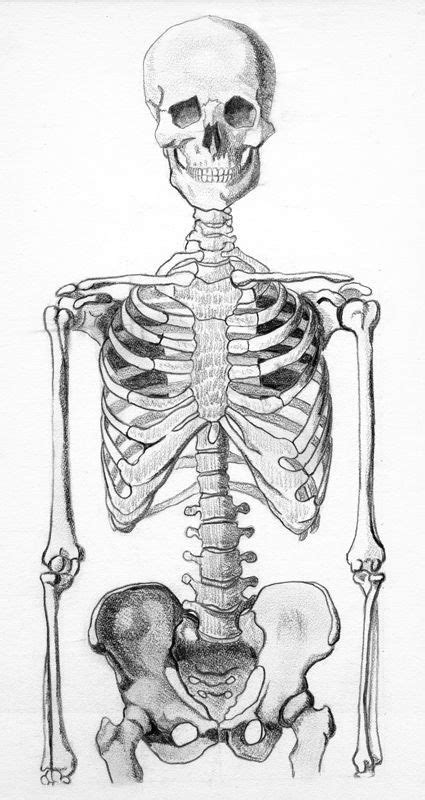 30 Skeleton Drawing Ideas en 2020 Arte de anatomía humana Anatomía