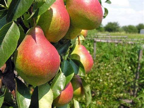 Peras na árvore imagem de stock Imagem de suco frutas 59736915