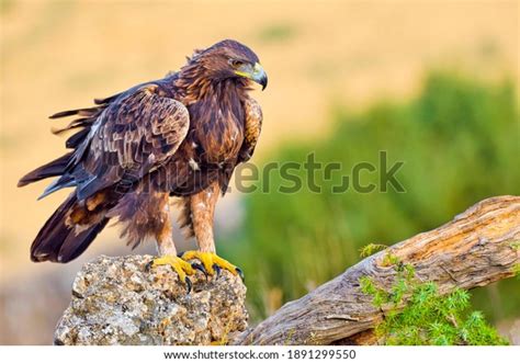 Golden Eagle Habitat Stock Photos and Pictures - 660 Images | Shutterstock