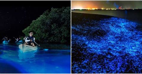 Kayaking In Florida Through Magical Bioluminescent Waters Is A Must