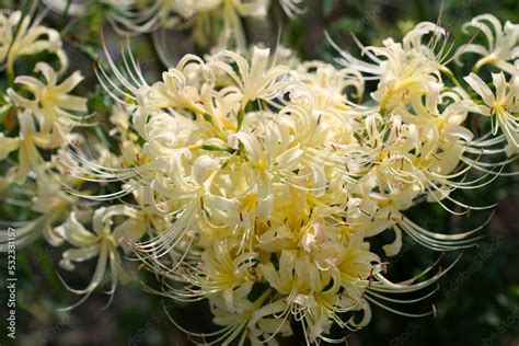 Foto De White Spider Lily Higanbana Lycoris Albiflora Circular Flowers Do Stock Adobe Stock