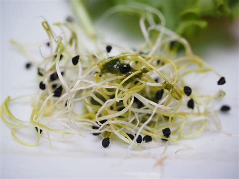 Alfalfa Sprouts Recalled Over Possible Salmonella Cases In Nebraska