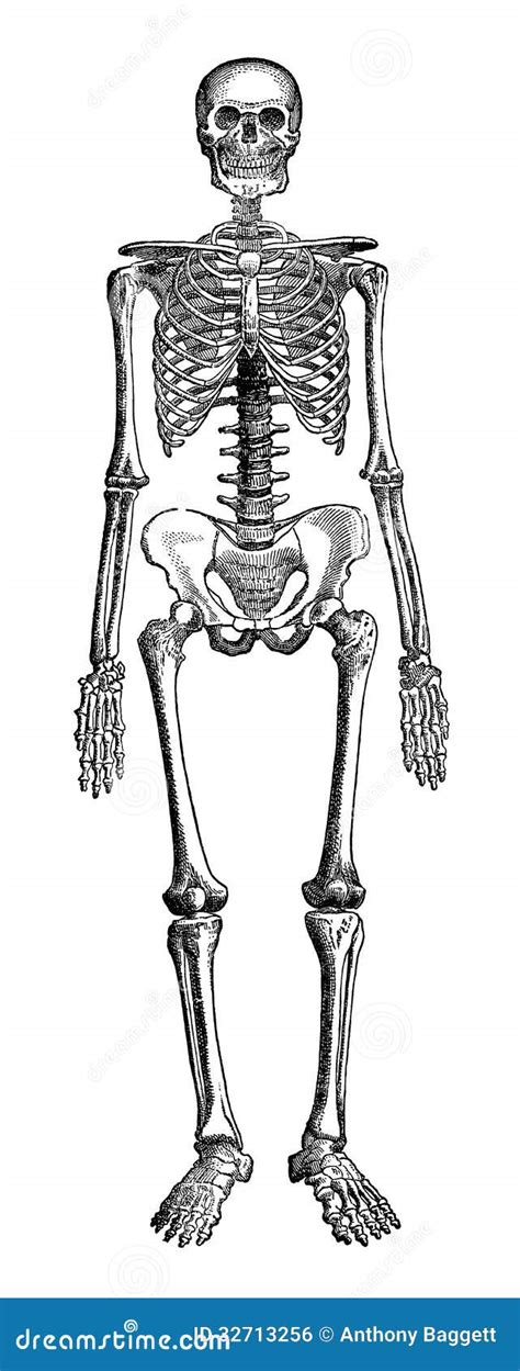 Human Skeleton Royalty Free Stock Image Image