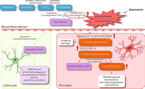 The Impact Of Depression On The Kynurenine Kyn Pathway In Brain And