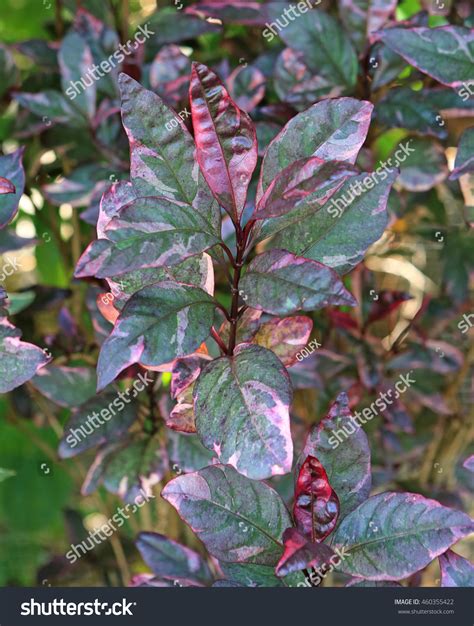 Gold Leaves Graptophyllum Pictum Linn Griff Stock Photo