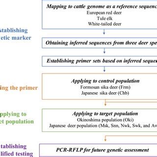 Schematic Representation Of The Experimental Procedures Performed In