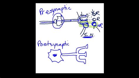 Presynaptic Vs Postsynaptic Inhibition Youtube