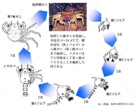 カニ(かに)とは？ 意味や使い方 - コトバンク
