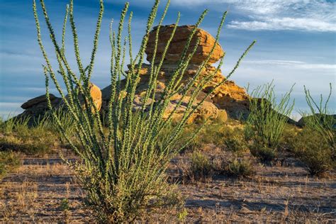 Wildflowers Of The Big Bend