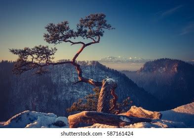 Dwarf Pine Tree On Sokolica Peak Stock Photo Shutterstock