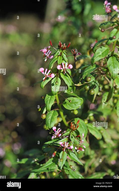 Mosquito Flower Lopezia Racemosa Native To Mexico Flowering In Summer