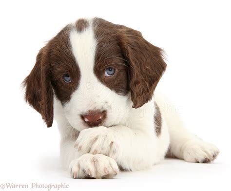 Dog Photographs, English Springer Spaniel Puppy Photo, WP39807.