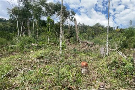 Operação do IAT contra o desmatamento no Sudoeste gera mais de R 2 7