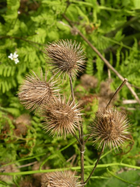 Identifying Common Ohio Weeds