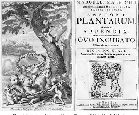 Figure 1 From Rediscovering The First Monograph On Plant Anatomy