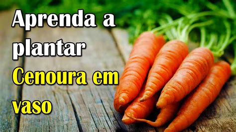 Como Plantar Cenoura Em Vaso Aprenda Este V Deo Horta