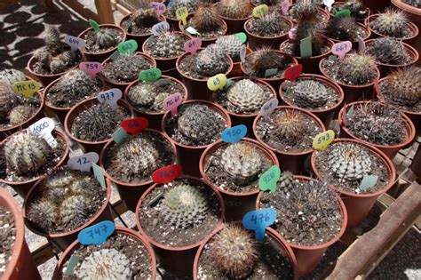 Inauguran En Pleno Desierto De Atacama El Primer Centro De Cactus