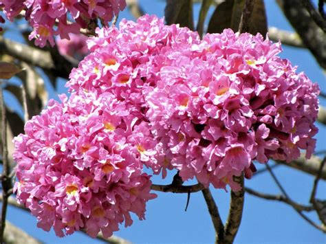 Ip Roxo Handroanthus Impetiginosus Handroanthus Impetig Flickr