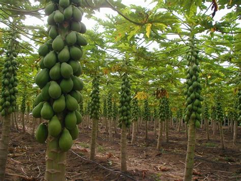 Nome Científico Do Mamão - Mamão de Corda é Comestível? Nome Cientifico e Fotos | Mundo Ecologia