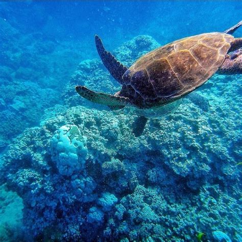 Snorkeling in Napili Bay | Napili bay, Hawaii travel, Maui