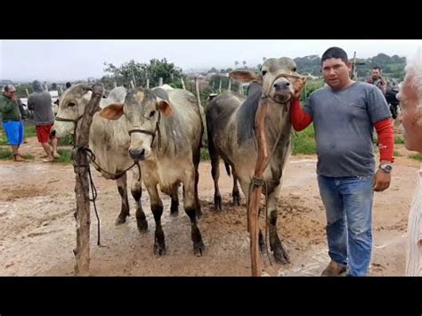 Feira Do Gado Na Cidade De S O Benedito Cear Dia Uma Feira