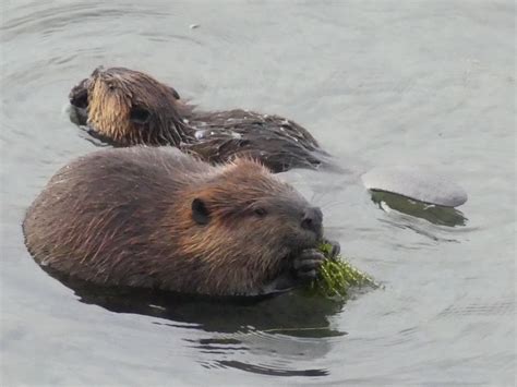 Beaver Adaptations - Tualatin Soil and Water Conservation District