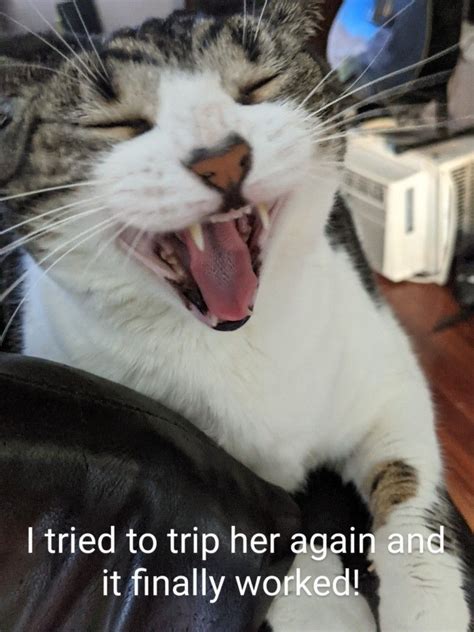 Laughing Cat Meme