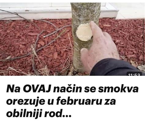 Na 0VAJ način se smokva 0rezuje u februaru za obilniji rod Mirisi