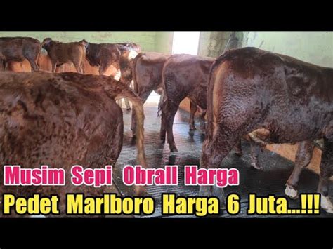 Obrall Hargamusim Sepi Pedet Si Mentall Marlboro Harga Juta Di