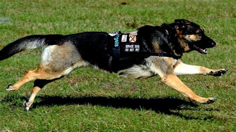 German Shepherd Service Dogs German Choices