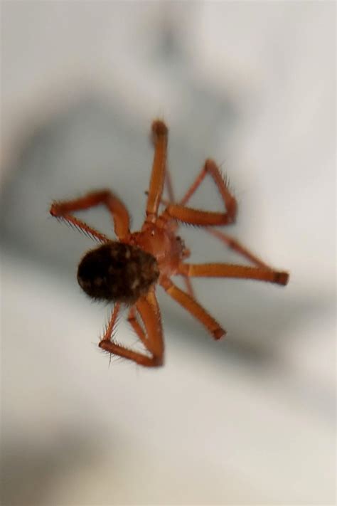 Red House Spider from Vila Mariana São Paulo SP 04012 180 Brasil