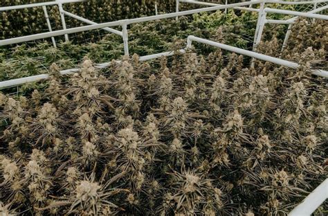 Harvesting Cannabis: When to Harvest Cannabis plants?