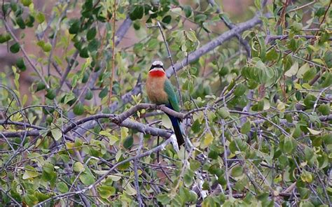 Botswana Birding Safaris Botswana Specialists