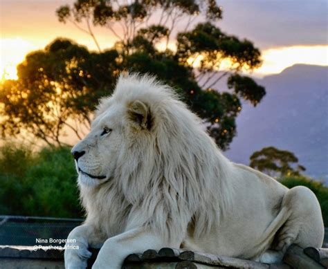 Rare white lion - unitedvvti