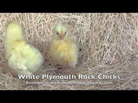 Plymouth Rock chicken hatcheries and breeders — The Featherbrain