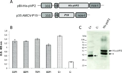 Expression Of Recombinant Vp In N Benthamiana A Schematic