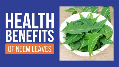 Neem Leaves Benefits Weight Loss Blog Dandk