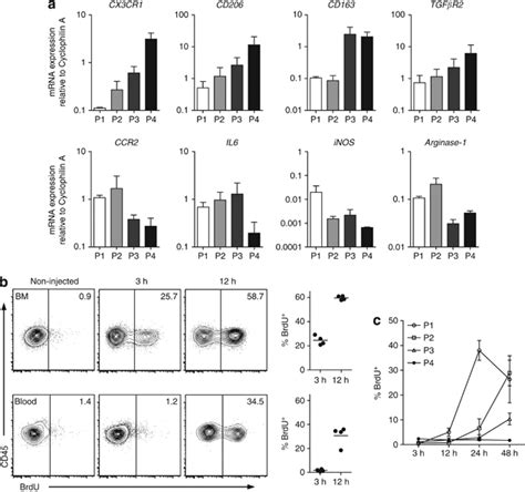 Transcriptional And Kinetic Analysis Of Colonic CX3CR1 Defined Myeloid