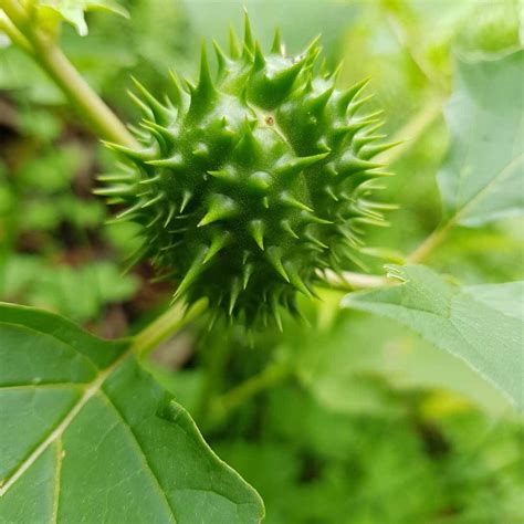 Seen This Weed Datura Stramonium Common Thornapple Bushcare Blue