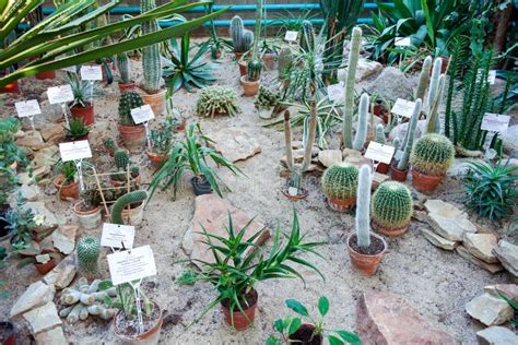 Cacti of Various Species in the Botanical Garden. Stock Photo - Image ...