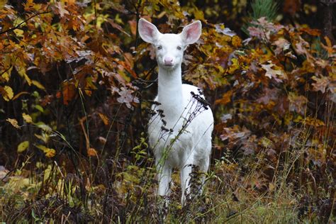 Albino Deer Boulder Junction Wi Oct 10 2018 By Ken Groezinger Albino