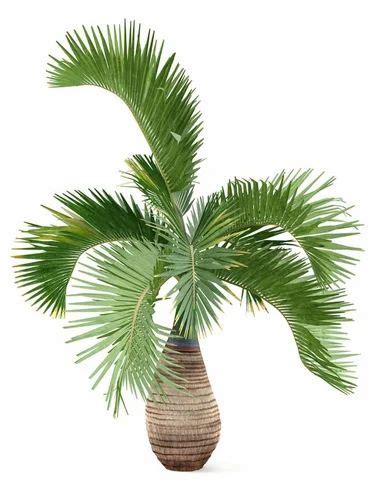 Hyophorbe Lagenicaulis Green Bottle Palm For Garden Ft At Rs