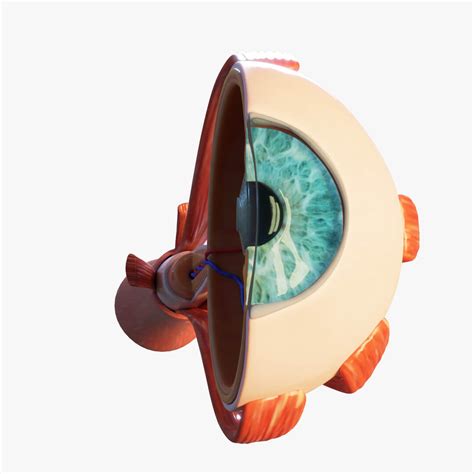 Cross Section Eye Anatomy D Model By Zames D